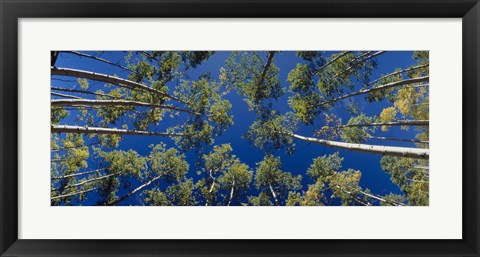 Framed White Aspen Trees CO USA Print