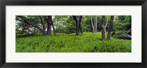 Framed Trees in a forest, North Carolina, USA Print