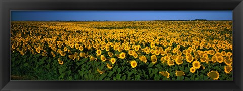 Framed Field of Sunflowers ND USA Print