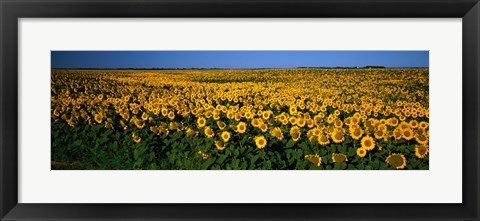 Framed Field of Sunflowers ND USA Print