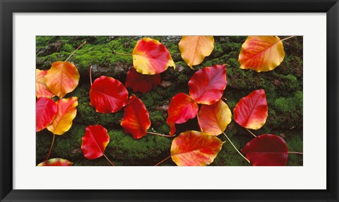 Framed Fall Leaves Sacramento CA USA Print