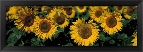 Framed Sunflowers ND USA Print