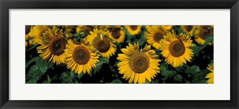 Framed Sunflowers ND USA Print