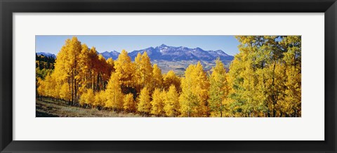 Framed Fall Aspen Trees Telluride CO Print