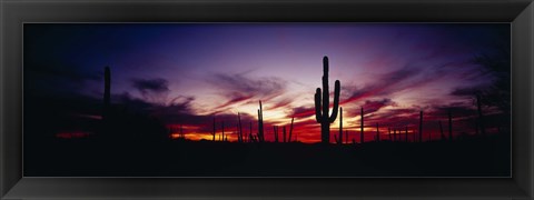 Framed Silhouette of Saguaro cactus (Carnegiea gigantea), Saguaro National Monument, Arizona, USA Print