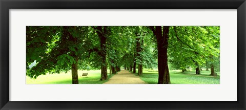 Framed Trees Salzburg Austria Print