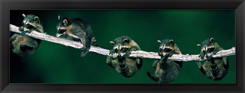 Framed Raccoons (concept) Alberta Canada Print