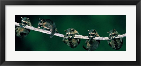 Framed Raccoons (concept) Alberta Canada Print