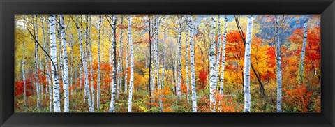 Framed Fall Trees, Shinhodaka, Gifu, Japan Print