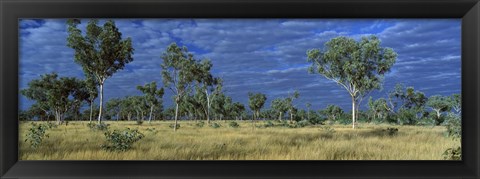 Framed Savannah Bungle Bungle Australia Print