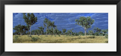 Framed Savannah Bungle Bungle Australia Print