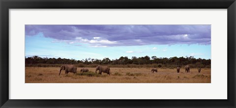 Framed Africa, Kenya, Masai Mara National Reserve, Elephants in national park Print