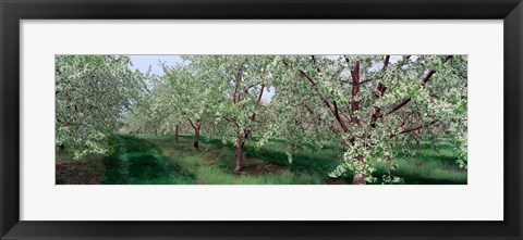 Framed View of spring blossoms on cherry trees Print