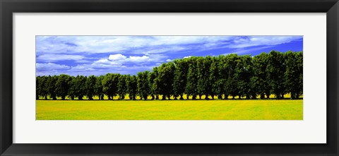 Framed Row Of Trees, Uppland, Sweden Print