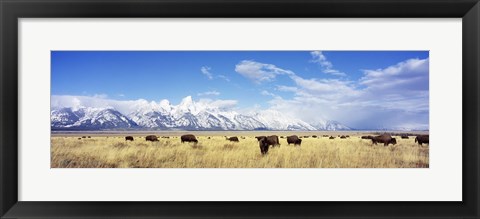 Framed Bison Herd, Grand Teton National Park, Wyoming, USA Print