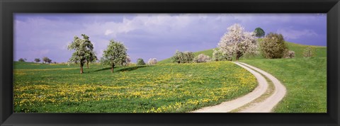 Framed Meadow Of Dandelions, Zug, Switzerland Print