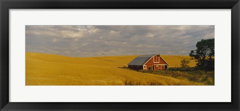 Framed Barn in a wheat field, Palouse, Washington State, USA Print