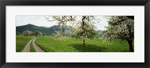 Framed Dirt Road Through Meadow Of Dandelions, Zug, Switzerland Print