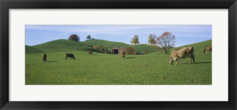 Framed Cows grazing on a field, Canton Of Zug, Switzerland Print