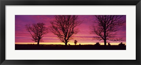 Framed Oak Trees, Sunset, Sweden Print