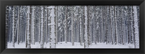 Framed Snow covered trees in a forest, Austria Print