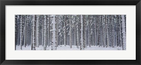 Framed Snow covered trees in a forest, Austria Print