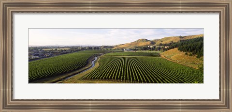 Framed Mission Vineyard, Hawkes Bay North Island, New Zealand Print