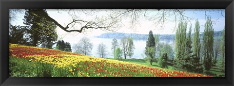 Framed Lake Constance, Insel Mainau, Germany Print