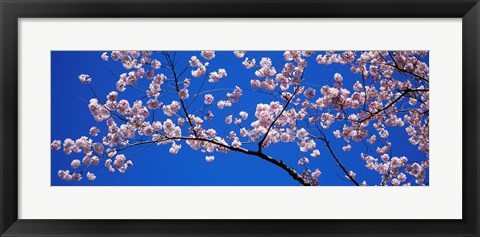 Framed Cherry Blossoms Washington DC Print