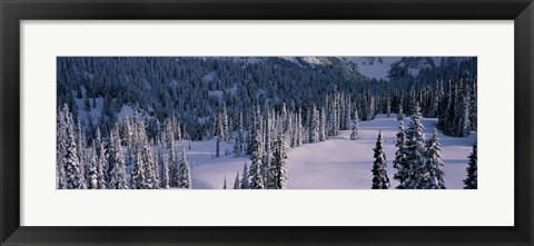 Framed Fir Trees, Mount Rainier National Park, Washington State, USA Print