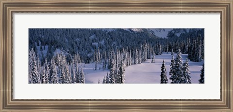 Framed Fir Trees, Mount Rainier National Park, Washington State, USA Print