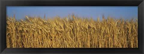 Framed Field Of Wheat, France Print