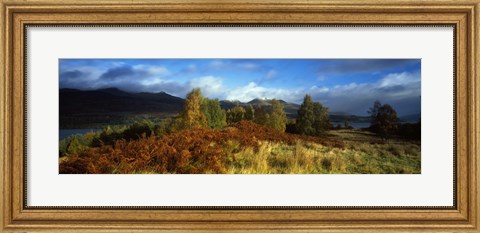 Framed Trees in a field, Loch Tay, Scotland Print