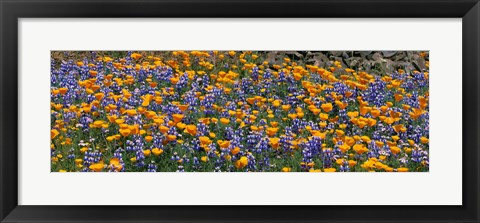 Framed California Golden Poppies (Eschscholzia californica) and Bush Lupines (Lupinus albifrons), Table Mountain, California, USA Print