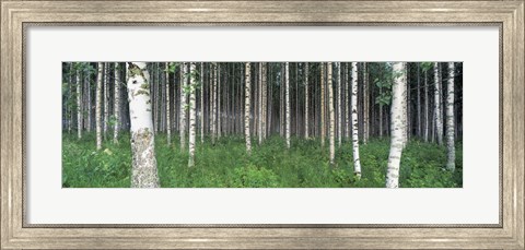 Framed Birch Forest, Punkaharju, Finland Print