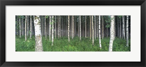 Framed Birch Forest, Punkaharju, Finland Print