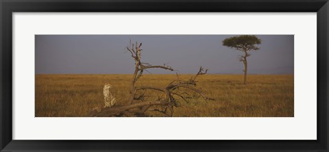 Framed African cheetah (Acinonyx jubatus jubatus) sitting on a fallen tree, Masai Mara National Reserve, Kenya Print