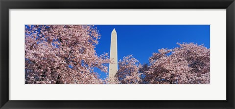 Framed Cherry Blossoms Washington Monument Print