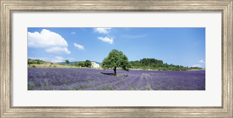 Framed Lavender Field Provence France Print