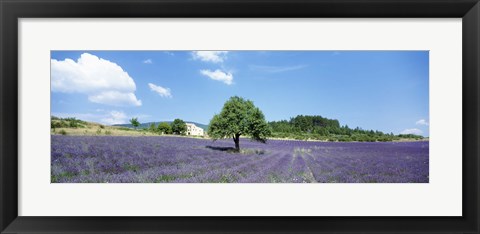 Framed Lavender Field Provence France Print