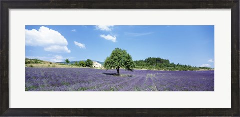 Framed Lavender Field Provence France Print