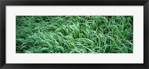 Framed High angle view of grass, Montana, USA Print