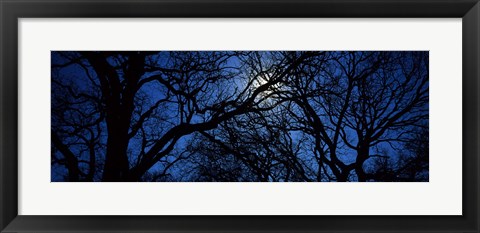 Framed Silhouette of Oak trees, Texas, USA Print