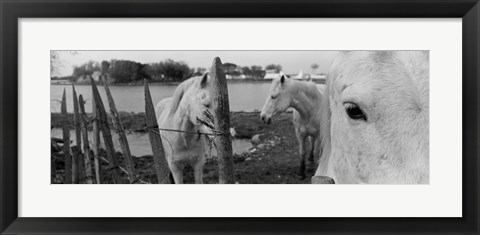 Framed Horses, Camargue, France Print