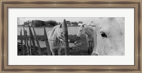 Framed Horses, Camargue, France Print