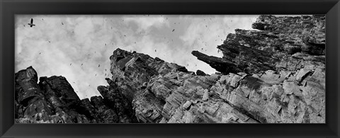 Framed Birds Nesting In Cliffs, Norway Print