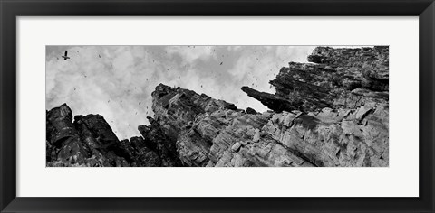 Framed Birds Nesting In Cliffs, Norway Print