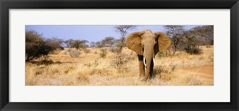 Framed Elephant, Somburu, Kenya, Africa Print