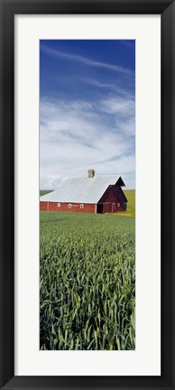 Framed Barn in a wheat field, Washington State (vertical) Print