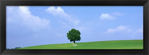 Framed Lone Tree on Hilltop Salzkammergut Austria Print